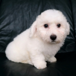 Toni/Bichon Frise/Male/15 Weeks,Toni is as handsome as they come! This boy has one stellar personality, and he knows how to win your heart in an instant! He is fun-loving, curious, and extremely affectionate. He is just an all-around great pup! Toni is up to date on vaccinations, vet exams, and is even microchipped! To make sure he has the best possible start, we will send him home with a potty training schedule, feeding chart, personalized guidebook, and many resources to help you along the way! Don't miss out on this guy, or you'll regret it!