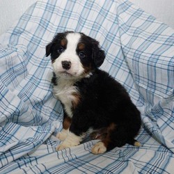 Merle/Bernese Mountain Dog/Male/11 Weeks,Check out Merle, a cute Bernese Mountain Dog puppy who has been raised around children! This curly coated pup is up to date on shots and dewormer, comes with a health guarantee provided by the breeder, plus will be vet checked. Merle can be registered with the AKC and he will be microchipped. If you are interested in learning more about this sweet boy, contact the breeder today!