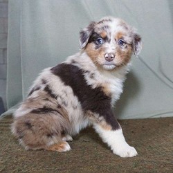 Isabel/Australian Shepherd/Female/10 Weeks,Check out this playful Australian Shepherd puppy, Isabel! This well socialized pup is vet checked, up to date on shots and dewormer, plus comes with a health guarantee provided by the breeder. Isabel has already been microchipped and she can be registered with the AKC. If you are interested in learning more about Isabel and how you can welcome her into your heart and home, contact the breeder today!