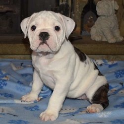Bloomers/English Bulldog/Female/15 Weeks,Bloomers is a good looking English Bulldog puppy that is family raised and socialized. This adorable gal is vet checked as well as up to date on vaccinations and dewormer. She can be registered with the CKC and comes with a health guarantee that is provided by the breeder. Please give the breeder a call if you would like to welcome Bloomers into your family!