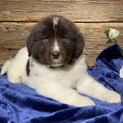 Fritz/Newfoundland/Male/10 Weeks,Fritz is sure to make you smile and bring lots of love and happiness with his sweet Puppy antics. He is updated on all his vaccinations and dewormer and comes with a health guarantee. Fritz is family raised and well socialized, he will be vet checked and ready for his new home on February 25th.