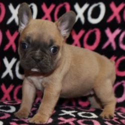 Cassidy/French Bulldog/Female/12 Weeks ,Meet Cassidy! This beautiful, baby-doll faced princess can't wait to venture off to her new home. Once you meet her, you'll never want to let her go! She hopes you like getting puppy kisses because she's not shy about giving them out! Cassidy will arrive healthy with her vaccinations up to date and pre-spoiled. She is so excited to meet you. She can't wait to jump into your arms and shower you with puppy kisses!