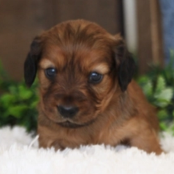 Rain/Dachshund/Male/9 Weeks,What a looker! This handsome baby boy is sure to win your heart with just one look. Not only is Rain sure to be the number one cutie in your neighborhood, but he is also charming, playful, and full of puppy kisses. He will do just about thing to get you to smile and is up for any fun activity that you can think of. Walks on the beach, hide-n-go-seek around the house, trips to dog park to show off how great his family, it all sounds like a good time to Rain. This baby is vet checked, pre-spoiled, and up to date on his puppy vaccinations. Don't let this cuddle bug pass you by. You are his new fur-ever family, he just knows it!