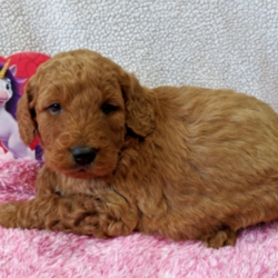 Jolie/Goldendoodle/Female/5 Weeks ,Jolie is the one you have been looking for! She's perfect in every way! She is outgoing, playful, loving, and charming. She will be the talk of the town. Just look into those eyes and tell me you don’t agree. She is always so sweet and wants to please. She's always doing something cute to grab your attention and it always works! Jolie is very healthy and will come to you up to date on vaccinations and pre-spoiled. She is going to be a great addition to your family and she can't wait to meet you! Don't miss out on this cutie!