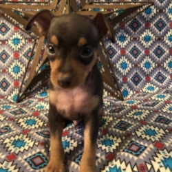 Mac/Miniature Pinscher/Male/8 Weeks,Mac is sweet and loving. He is always trying to catch your eye with his puppy tricks. He will surely be the talk of your town, and he is just waiting for that perfect family to call his own. Mac will come home to you up to date on his puppy vaccinations and vet checks. Don’t let this baby boy pass you by. He will be that perfect, fun-loving addition that you have been looking for.