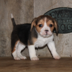 Daisy/Beagle/Female/11 Weeks,Meet Daisy! This lovable pup is currently searching for a good, loving home to call her own. Whether playing all day or relaxing on the couch, Daisy promises to be your most loving companion. This cutie will arrive to her new home up to date on vaccinations and pre-spoiled. Daisy can't wait to jump into your arms and shower you with her many, many puppy kisses! Don't miss out!