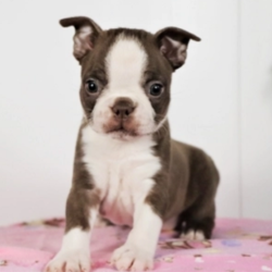 Tammie/Boston Terrier/Female/11 Weeks,“Well, hello there! My name is Tammie and I'm a little heartthrob. I’ve been told that I am extremely playful and peppy, loads of fun, personable, oh and I like to be spoiled. I am excited and ready to pack my bags for all the impromptu walks we will have together. Trust me! You need me in your life, as much as I need you in mine. Will you take me home with you? Then call now, before someone else does.”