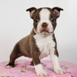 Tammie/Boston Terrier/Female/11 Weeks,“Well, hello there! My name is Tammie and I'm a little heartthrob. I’ve been told that I am extremely playful and peppy, loads of fun, personable, oh and I like to be spoiled. I am excited and ready to pack my bags for all the impromptu walks we will have together. Trust me! You need me in your life, as much as I need you in mine. Will you take me home with you? Then call now, before someone else does.”