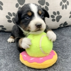 Cotter/Australian Shepherd/Male/8 Weeks,“Well, hello there! My name is Cotter. I love to lay outside and grab some of that morning sunshine; it's exactly what I need to jump start my busy day. I love to play fetch and anytime I see a ball I get very excited about chasing after it. I'm always alert, waiting to see what we can do together. When you pick me, I will come with up to date on vaccinations and vet checked from head to tail. Don't miss out on bringing me home!”