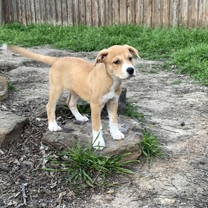 Saturn/Labrador Retriever Mix/Female/Puppy Adopt a dog:Saturn/Labrador Retriever Mix/Female/Puppy,Hey there! I'm Saturn and I'm looking for my furever home. I am looking for someone who loves to play, take walks and naps! Are you that human? Our Furry Friendz are available for adoption through a screening process which includes but is not limited to: a completed application, 3 referrals, a home visit, and a vet referral prior to their furever home placement. The dogs are Spayed/Neutered, micro chipped, current on all vaccines and on heart worm preventive. Saturn is our relaxed puppy who tends to do all the first. She has a nice and calm personality about her.