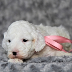 Piper/Goldendoodle/Female/7 Weeks,“I hope you have room in your heart for a puppy like me. Hi, my name is Piper, and I will be sure to give lots of love, and I'd sure hope to get lots of it in return! Since the day I was born I have been getting ready to come home to you and I am already so excited knowing that I'll be with you soon. I hope to be seeing you soon! Call today to make me yours!”