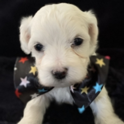 Bacon/Maltipoo/Male/8 Weeks,Meet Bacon! This cutie is ready to wiggle his way into you home and heart. He is a sweet and handsome little guy that is sure to draw a crowd when you are out and about. This boy can’t wait to shower you with all the puppy kisses he has to offer. He will arrive up to date on his vaccinations, vet checked and completely spoiled. Don't miss out on bringing this cutie home to your family. Once he is with you, you will wonder what you ever did without him!