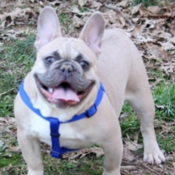 Azzip/French Bulldog/Male/30 Weeks,Azzip is a super sweet, super friendly boy. He loves everyone he meets. He will come to you pre-spoiled and ready for adventure. He will also have a complete nose to tail vet check and arrive with a current health certificate. Azzip is an all-round healthy boy waiting for the perfect family to entertain. Wouldn’t you love to have him? He can’t wait to love you!