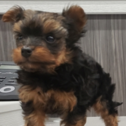 Milo Too/Yorkshire Terrier/Male/9 Weeks,This is Milo Too! He loves to play and run around all day. He is a little ball of fire! Milo Too will be a very loyal companion to his new forever family. He will come home to you up to date on his vaccinations and with a head to tail vet check. He hopes you love to cuddle and take a nap after a long day of fun. Don’t miss out on this pup. His bags are packed and he’s ready to go!