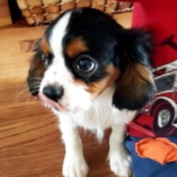 Drew/Cavalier King Charles Spaniel/Male/15 Weeks,Drew is just a little love bug! He is playful and adorable, his eyes have a mischievous glint to them. Drew can't wait to go to his fur-ever home. He will be checked head to tail and is up to date on his vaccinations. Drew will make a wonderful walking or running partner, as well as a constant companion and understanding friend. Don't wait too long to claim him as your own!