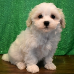 Ty/Maltipoo/Male/10 Weeks,“My name is Ty and I believe in love. I believe in sharing smiles, hello hugs, and goodnight kisses. I believe in playing fair, taking turns, and holding hands or paws in my case. I believe in making wishes come true, and friendships last. If you believe in all of that too, make me yours. I promise to never let you down and to always be there when you need me.”