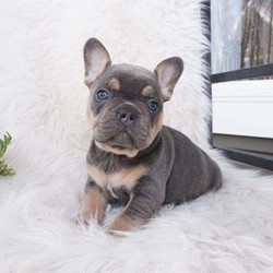Seth/French Bulldog/Male/9 Weeks,Here comes Seth, an adorable French Bulldog puppy! This sweet pup is up to date on shots and dewormer, comes with a one year genetic health guarantee provided by the breeder, plus will be vet checked. Seth is family raised and plays with children often, he would make a great addition to any family. He can also be registered with the AKC and microchipped upon request. If you are interested in lear