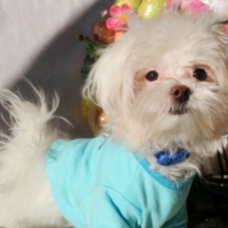 Bello/Maltese/Male/33 Weeks,Bello is cute and he likes to run, and play with his brothers. He likes to give a ton of kisses and he likes to take a few naps. He loves playing ball in the yard and is always up for movie-time. He is just waiting for that perfect family to make him theirs. Don’t miss out on this handsome baby boy. He will be sure to come home to you up to date on his puppy vaccinations and vet checks. What are you waiting for? Make this cuddle bug yours today.