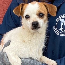Adopt a dog:Journey/Chihuahua Mix  /Female/Adult,Crazy Paws Dog Rescue consists of all volunteers The ONLY time to meet our dog’s is during our adoption event on Sunday’s from 11:00 am-1:45 pm at PetsMart, 161 Washington Ave. Ext., Albany, NY 12210. We do not have a facility, all dogs are fostered in our homes. We are only accepting applications within a 50 mile radius of the Albany, NY International Airport. Our minimum adoption donation is $280.00. ****Please visit our website at www.crazypawsdogrescue.com for our complete adoption process and on-line application. Thank you for your interest in a rescue dog, they are the best!! We look forward to meeting you on Sunday!!****If you are viewing me as an adoptable dog, I am available for adoption.--DO NOT send inquiries through petfinder, we are not receiving them.--Hi my name is Journey and what a journey I have been on. I'm originally from Kentucky where I lived with many dogs, pigs, goats and god knows what else. Animal control was called because we were all in the road causing a traffic jam. My owner released several of us to the shelter so we could have a better life. I'm about 3 years old and a tiny 8 pounds. I am a very sweet girl. I love to get belly rubs and snuggle in your arms. I enjoy eating! Here I get my own dish and don't have to share with anyone. I don't always hang out on moms lap because there are other busy dogs here and I don't want to be in that mix but I do like to be near her. I sleep on a dog bed next to moms bed at night. I like to snuggle on the couch in a blanket where I wrap myself all up. I have a quiet older little guy here who lets me snuggle up to him. I would be more comfortable in an adult home or a home with respectful children who would like to pamper me. I think I would even be ok with being dressed up! I've never owned a stitch of clothes before but it sounds like fun and I'll bet on chilly days it would be nice to have some extra warmth besides my own fur. I haven't been much of a player but I am the smallest one in my foster home and I've been observing. Another pup who likes to snuggle would be nice to help me adjust to my new forever home. I need a patient person to help me adjust to life off the farm. Someone who isn't going to force me to love them but to let me do it in my own time. If you think we might be a good match I will be at PetsMart on Sunday, stop in and say hi.....I'll be the quiet one there!