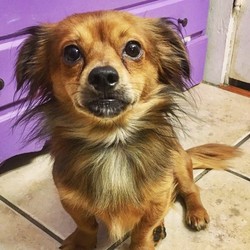 Adopt a dog:Finch/Dachshund / Shih Tzu Mix/Male/Adult,If you are interested in possible adoption, please visit the website below to learn about dogs that come from hoarding situations.https://www.spcacincinnati.org/pages/animal-resources/media/Dogs.Hoarded%20Dogs.2.9.15-33.pdfI am a male Dachshund/Shih Tzu mix. I am about 2 years old and weigh 9.5 pounds. I am neutered, heartworm negative, current on shots, micro chipped, and on flea/heartworm prevention. I am also being treated for intestinal worms. My adoption is $300.I am one of over 200 animals that were living in a disgusting house here in Orlando. There were 134 dogs and over 30 cats taken into rescue.I am not well socialized and will take time to become familiar with new people and new surroundings. I might always remain somewhat fearful. I need a home with another dog and a fenced yard.Please email for an adoption application.We do not adopt out of state.Due to many bounced checks, we now require that adoption donations be cash only. However, if you make a general donation to the organization (not associated with the adoption of a pet) we do accept checks and paypal. If you are unable to adopt right now, won't you please make a donation to help care for the pets? THANK YOU!!