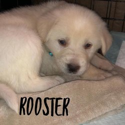 Adopt a dog:Rooster/Border Collie Mix/Male/Puppy,Border Collie Mix puppies born 1/25/20:Siblings: Whinchester(F); Males-Ox, Little Joe, Little Bear, Wrangler, RoosterIf you are interested in meeting the puppies, please complete an online application at https://hopeanimalrescueofiowa.duplie.com/forms/196/dog-applicationAdoption fee is $300 which includes spay/neuter, microchip, and age appropriate vaccines.