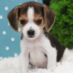 Spot/Beagle/Male/6 Weeks ,You have searched far and wide for a puppy this amazing and it seems that your search has finally ended. Spot is the kind of puppy that you will only come across once in your lifetime, so you can't let the chance to take him home slip through your fingers. Spot is loving, sweet, smart, and if all of that doesn't convince you, then just look at his adorable face! Spot is ready to go, so make your home that much better by bringing him to yours today!