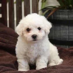 Alvin/Bichon Frise/Male/9 Weeks,Alvin is a sharp looking Bichon puppy that can’t wait to go on an adventure with you. This cutie is very mellow and will make the perfect pet. Alvin is vet checked and up to date on shots and wormer. He can also be registered with the ACA and comes with a health guarantee provided by the breeder. To welcome this perfect pup into your home please contact the breeder.