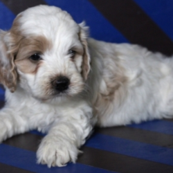 Richard/Cockapoo/Male/6 Weeks,Meet this handsome baby boy, Richard! He is a true prince charming. He is just as handsome and lovable as they come. He is always up for anything. He will be the first to run in the yard for a good game of catch or to lie on the couch for a good nap. He is just an all-around great pup! Richard will be sure to come home to you up to date on his vaccinations and vet checks. Don’t let this all around star pass you by. He will be sure to make that perfect, playful, loving addition that you and your family have been searching for.