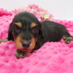 Dorothy/Dachshund/Female/7 Weeks,Wow! Dorothy is simply precious! You just can't go wrong choosing her. Dorothy has been raised in a loving environment, so she's already been pre-spoiled. This cutie comes up to date on vaccinations and vet checked to help make her transition from our home to yours an easy one. What more could you ask for? Whether playing all day or lounging on the couch with you, Dorothy will surely make your family complete!