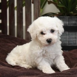 Ames/Bichon Frise/Male/9 Weeks,Ames is a sharp looking Bichon puppy that can’t wait to go on an adventure with you. This cutie is very mellow and will make the perfect pet. Ames is vet checked and up to date on shots and wormer. He can also be registered with the ACA and comes with a health guarantee provided by the breeder. To welcome this perfect pup into your home please contact the breeder.