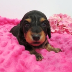 Dorothy/Dachshund/Female/7 Weeks,Wow! Dorothy is simply precious! You just can't go wrong choosing her. Dorothy has been raised in a loving environment, so she's already been pre-spoiled. This cutie comes up to date on vaccinations and vet checked to help make her transition from our home to yours an easy one. What more could you ask for? Whether playing all day or lounging on the couch with you, Dorothy will surely make your family complete!