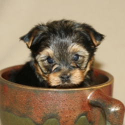 Mr. Mister/Yorkshire Terrier/Male/7 Weeks,"That's me in the picture! If you're reading this, you probably already think I'm the pick of the litter. I agree. My breeder tells me that I am going to go places in life. Maybe one of those places should be your place. Call that phone number over there and tell them I'm the pup for you. They'll answer all of your questions and make sure I find my way to your home. You know my personality outshines the rest, so don't think I'm going to stick around too long. Get calling!"