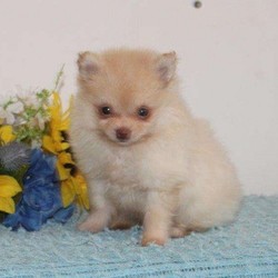 Bailey/Pomeranian/Female/8 Weeks,Bailey is an adorable Pomeranian puppy that is great with children and family raised! This happy pup is vet checked and up to date on shots and wormer. Bailey can be registered with the ACA and comes with a 2-year genetic health guarantee provided by the breeder. To find out more about Bailey, please contact Matthew today!