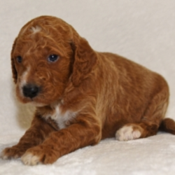 Roxi/Labradoodle/Female/3 Weeks,This little clown may be just what the doctor ordered. Her silly tricks will be sure to add so much happiness and joy to your life. Her wiggles and tail wags will constantly be making you smile. She'll know just how to cheer you up when you've had a bad day and she'll make the good days even better! This little sweetie will be coming home to you vet checked and up to date on her puppy vaccinations. Call about Roxi today. She is waiting to join her new family!