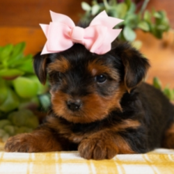 Sadie/Yorkshire Terrier/Female/6 Weeks,"Sadie is my name, and playing is my game! I'm awesome at fetch, if I do say so myself. Some might even say I'm a tennis ball connoisseur! I like anything that gets my tail wagging. I can play for hours, then curl up for a good 'old nap. My vet says I'm healthy and strong, and ready for any adventures that come my way. I can't wait to meet you! Love, Sadie."