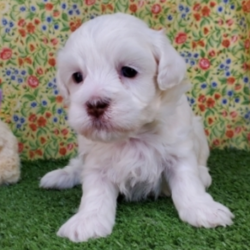 Genice/Havanese/Female/5 Weeks,“Hi there! My name is Genice. I have just met you, and I love you. My current family has raised me to be the most amazing, little puppy you will ever meet. I love to play, take naps, and give kisses. I am a great puppy and will come home to you up to date on my vaccinations and vet checks. I am in search for stuffed animals and toys; will you help me find them? I love to play with everyone. Will you be my new family? I sure hope so.”