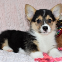 Meg/Pembroke Welsh Corgi/Female/9 Weeks,This cutie is Meg! She’s just a doll. Her coat is soft to the touch. Just one look into those eyes and you’ll be in love. Meg loves to be spoiled, and would love nothing more than to have a family she can call her own. She loves to run around and play, she will not leave you with any dull moments. She will make a great companion. Meg will have a complete nose to tail vet check and arrive up to date on her puppy vaccinations. She’s ready to meet her new family! Hurry! Don’t let her pass you by!