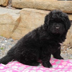 Frisky/Newfoundland/Female/9 Weeks,Meet Frisky, a well socialized Newfoundland puppy. This beautiful girl is ready for a forever home. Her mother is the Stoltzfus’ family pet and available to visit with. She is vet checked, up to date on shots and wormer, plus comes with a health guarantee provided by the breeder. And, she can be registered with the AKC. For more information about this lovely gal, call the breeder today!