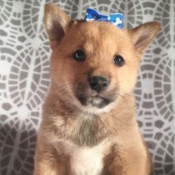 Bryley/Shiba Inu/Female/6 Weeks,“Hi there! My name is Bryley. I have just met you, and I love you. My current family has raised me to be the most amazing, little puppy you will ever meet. I love to play, take naps, and give kisses. I am a great puppy and will come home to you up to date on my vaccinations and vet checks. I am in search for stuffed animals and toys; will you help me find them? I love to play with everyone. Will you be my new family? I sure hope so.”