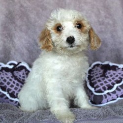Molly/Cockapoo/Female/15 Weeks,Molly is a spunky little Cockapoo puppy who is sure to melt your heart. This cutie is vet checked, up to date on shots and wormer, plus comes with a health guarantee provided by the breeder. Molly is family raised with children and she loves to run and play. To learn more about this super sweet pup, please contact the breeder today!