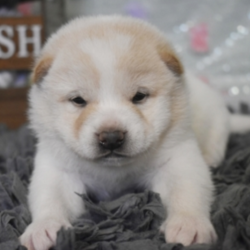 Wario/Shiba Inu/Male/4 Weeks,“Hey, wait up! Take a look at me, I promise I'll fulfill your every need! My name is Wario. My current family tells me I will soon be ready to meet my new family. I can't wait! I've been to the vet and he said I checked out great! I also love playing with my favorite toy. Hurry! What are you waiting for? I have my bags packed and can't wait to meet my family!”