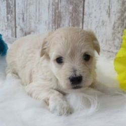 Mason/Maltipoo/Male/4 Weeks,Meet Mason! He is a playful, little guy that is super friendly. He can't wait to meet you. He just knows you'll love him as much as he'll love you! Mason will arrive healthy, happy, pre-spoiled and current on vaccinations. This cutie promises to bring much joy to your home. Don't miss out on making this special boy your very own. Puppy kisses are waiting!