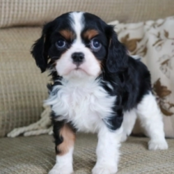 Dexter/Cavalier King Charles Spaniel/Male/6 Weeks,"That's me in the picture! If you're reading this, you probably already think I'm the pick of the litter. I agree. My breeder tells me that I am going to go places in life. Maybe one of those places should be your place. Call that phone number over there and tell them I'm the pup for you. They'll answer all of your questions and make sure I find my way to your home. You know my personality outshines the rest, so don't think I'm going to stick around too long. Get calling!"