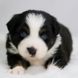 Xavier/Australian Shepherd/Male/4 Weeks,“Hello there! My name is Xavier. I am looking for a loving, new family. I have a wonderful, rich and soft coat. I am a well socialized puppy that enjoys the company of people and other animals. Am I your future family member? I like to be held, but I also like to follow you everywhere. I will come to you up to date vaccinations and completely vet checked. So, if you are my new family, please call right away. Get ready for all the puppy love and kisses I have in store for you.”