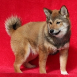 Nate/Shiba Inu/Male/22 Weeks,“Are you looking for the best puppy ever? Well, you found me! My name is Nate and I am the best! How do I know? Well, just look at me. Aren’t I adorable? Also, I come up to date on my vaccinations and vet checked from head to tail, so not only am I cute, but healthy too! I promise to be on my best behavior when I’m with my new family. I listen carefully and I’m well socialized. I’m just a bundle of joy to have around. So, hurry and pick me to show off what an excellent puppy you have!”