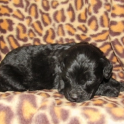 Kelsey/Goldendoodle/Female/4 Weeks,Meet Kelsey! She is sugar, spice, and everything nice! Kelsey is a sweet girl that loves to play, but also enjoys getting in some good snuggle time. Be careful! She gets attached quickly and will be sure to melt your heart with lots of puppy kisses. Kelsey will arrive up to date on my vaccinations and vet checked. She can't wait for you to take her to the doggie salon, so she can keep up with her good looks. This little princess is one of a kind and won’t last long! Take her home today and make her your new furry family member.