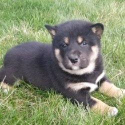Layla/Shiba Inu/Female/4 Weeks,“Howdy! My name is Layla. I'm a fun-loving puppy who is ready to bring you lots of joy and happiness. I love to play and frolic, but bringing a smile to your face will be my all-time favorite thing to do. My silly shenanigans will always keep you laughing, I promise! I love getting treats for my little puppy antics, but just making you happy is treat enough for me. I've been to the puppy doctor and he told me that I am happy, healthy, and ready to go. So, hurry up and bring me home. I just know that we'll have a blast together!”