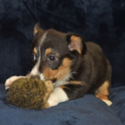 Annie/Pembroke Welsh Corgi/Female/13 Weeks,This is Annie! She is ready to come home and be your best friend. As soon as you walk in the door she’ll be right there to greet you with her wagging tail. Annie will be up to date on vaccinations and pre-spoiled when arriving home to you. She is eager to learn everything you want to teach her and she can’t wait to arrive at her new home to begin. Don’t miss your chance to add this loving pup to your family!
