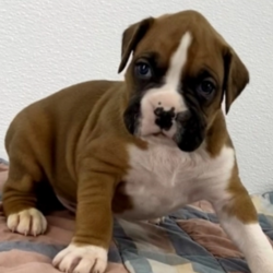Gem/Boxer/Male/4 Weeks,He a sweet but classy guy. Loves to snuggle to your neck and give kisses. He is always so sweet and wants to please. Gem will be sure to come to his new home happy, healthy, and ready to fill your home with his puppy love. He will be up to date on his puppy vaccinations and vet checks just in time to come home to you. What are you waiting for? You have found the perfect prince charming right here.