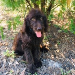 Branden/Labradoodle/Male/11 Weeks,Meet this handsome baby boy, Brandon! He is a true prince charming. He is just as handsome and lovable as they come. He is always up for anything. He will be the first to run in the yard for a good game of catch or to lie on the couch for a good nap. He is just an all-around great pup! Brandon will be sure to come home to you up to date on his vaccinations and vet checks. Don’t let this all around star pass you by. He will be sure to make that perfect, playful, loving addition that you and your family have been searching for.